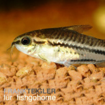 Corydoras pygmaeus