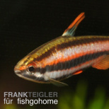 Purpurziersalmler