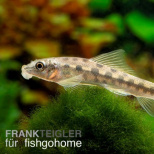 Siam-Saugschmerle