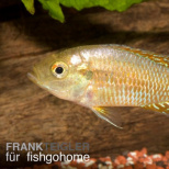 Pseudocrenilabrus multicolor