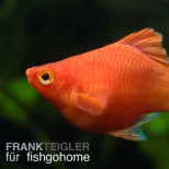 Korallenplaty