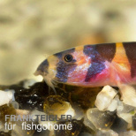 Acanthophthalmus kuhli