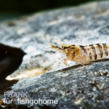 Caridina babaulti stripes