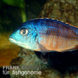 Protomelas taeniolatus