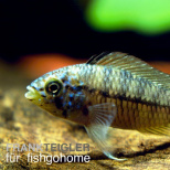 Apistogramma caetei