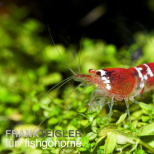 Caridina sp. crystal red