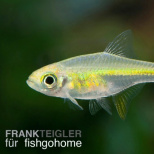 Microrasbora kubotai