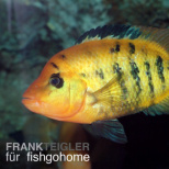 Cichlasoma festae