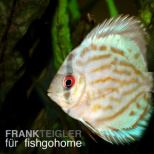 Symphysodon brilliant turquoise