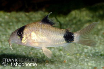 Corydoras panda