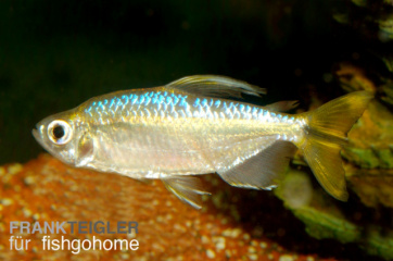 Hemigrammopetersius caudalis