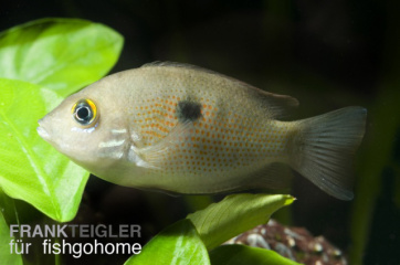 Etroplus maculatus