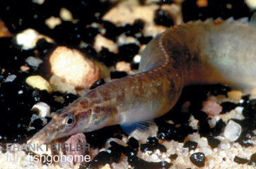 Mastacembelus circumcinctus