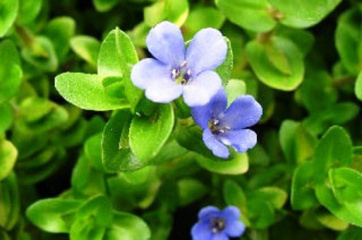 Bacopa caroliniana