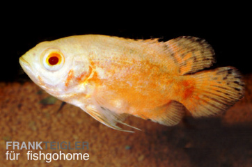 Astronotus ocellatus red