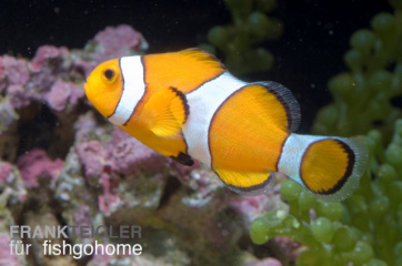 Amphiprion ocellaris