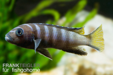 Pseudotropheus elongatus Mpanga