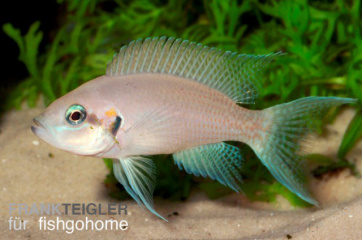 Lamprologus brichardi