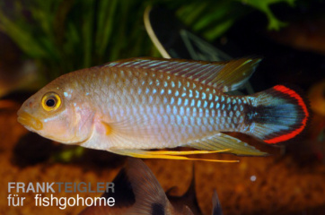 Apistogramma panduro