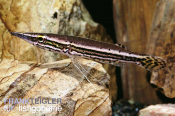 Luciocephalus pulcher