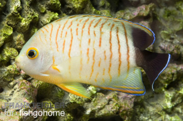 Centropyge eibli