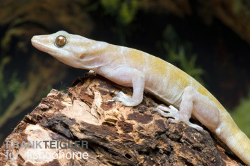 Gecko ulikovskii